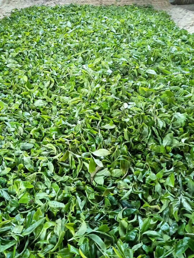 大黑山 Ancient Wild Tea (4467885965373)