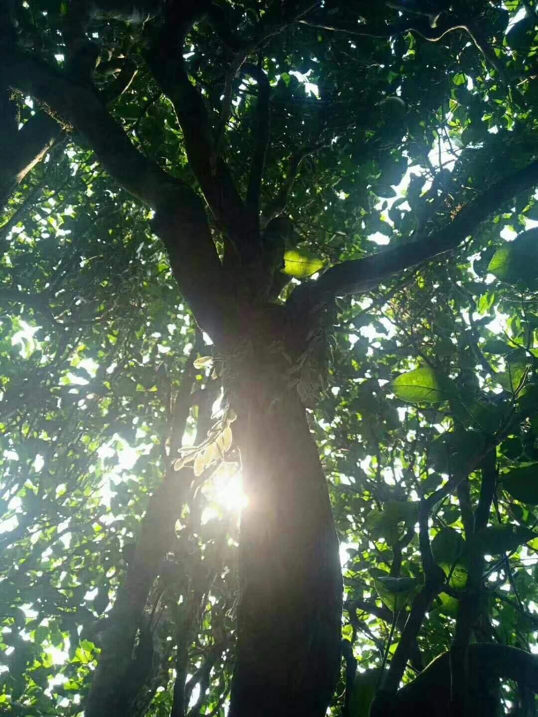 大黑山 Ancient Wild Tea (4467885965373)