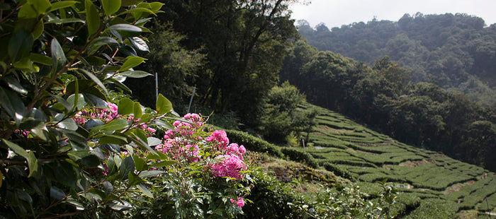 2017 Winter Harvest Special Release: Pear Mountain Oolong.