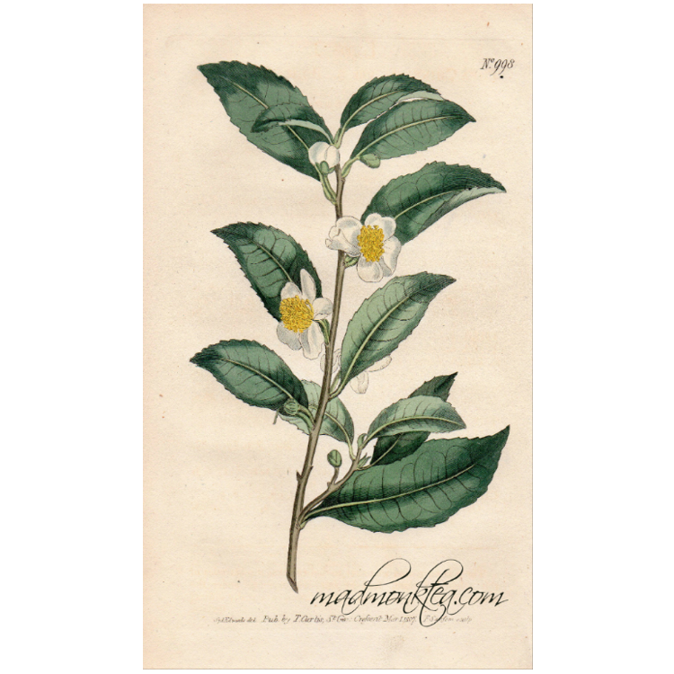 Limited Edition - Sticker (4421696520253)