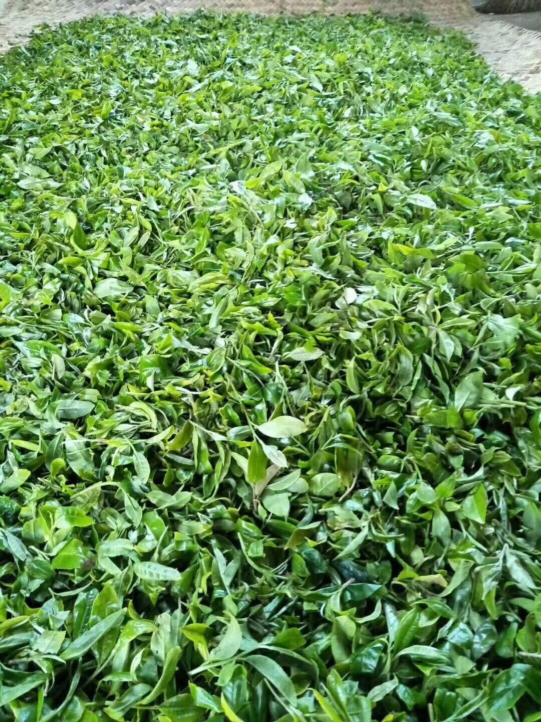 大黑山 Ancient Wild Tea (4467885965373)