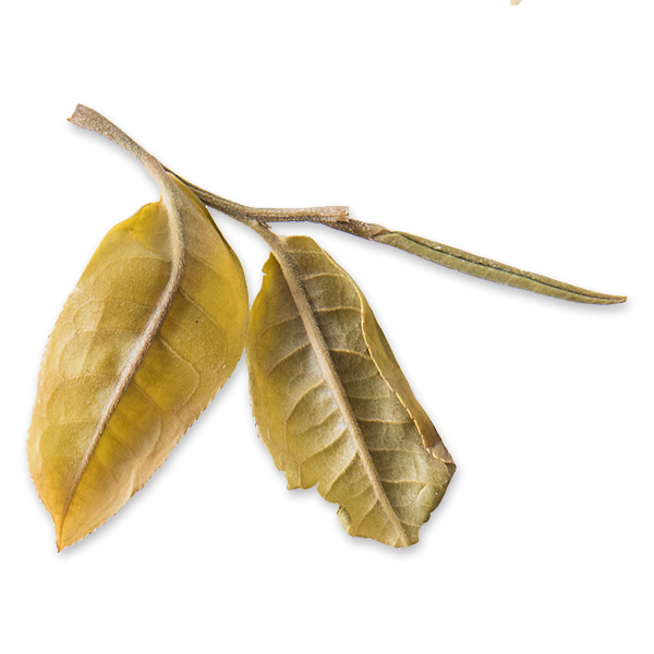 2017 Sister of the Forest (170666688542)