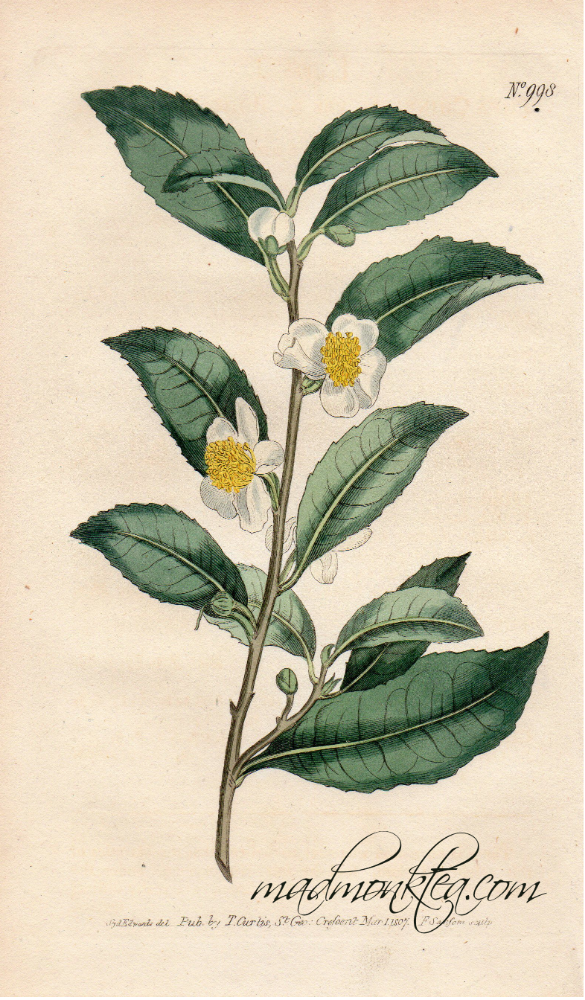 Limited Edition - Sticker (4421696520253)